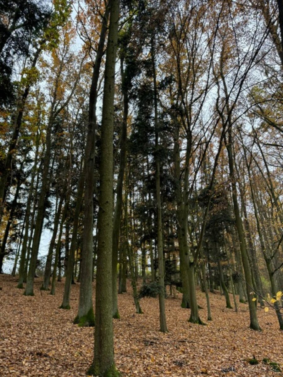 Prodám lesní pozemek v k.ú. Snopoušovy - 10