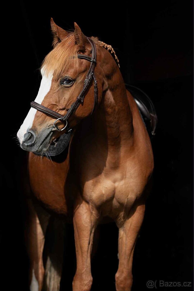 Prodám krásnou klisnu. - 10