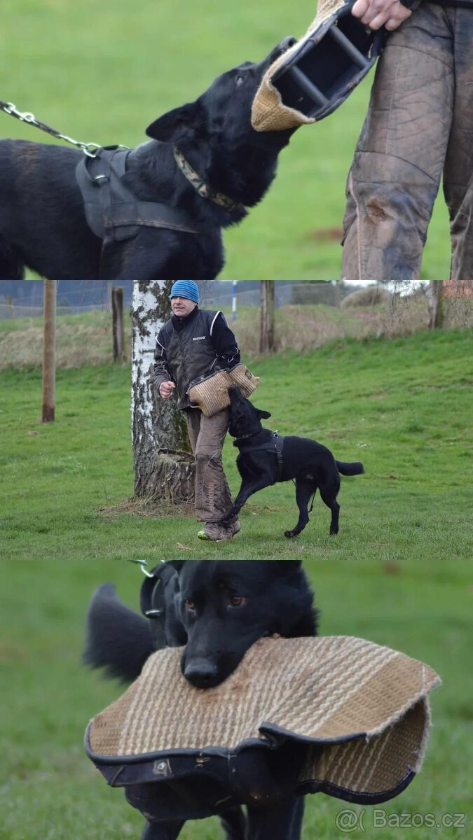 Štěňata labrador x německý ovčák - 10