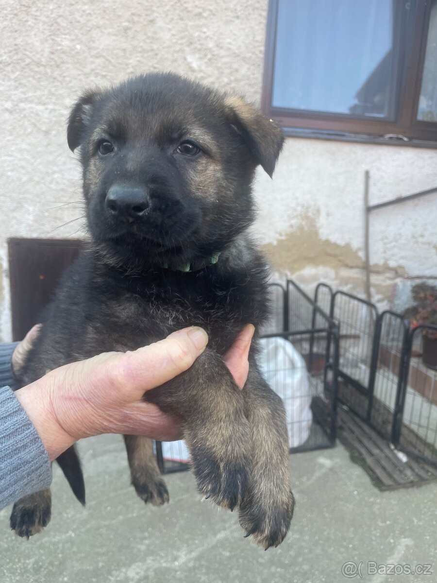 Německý ovčák - 10