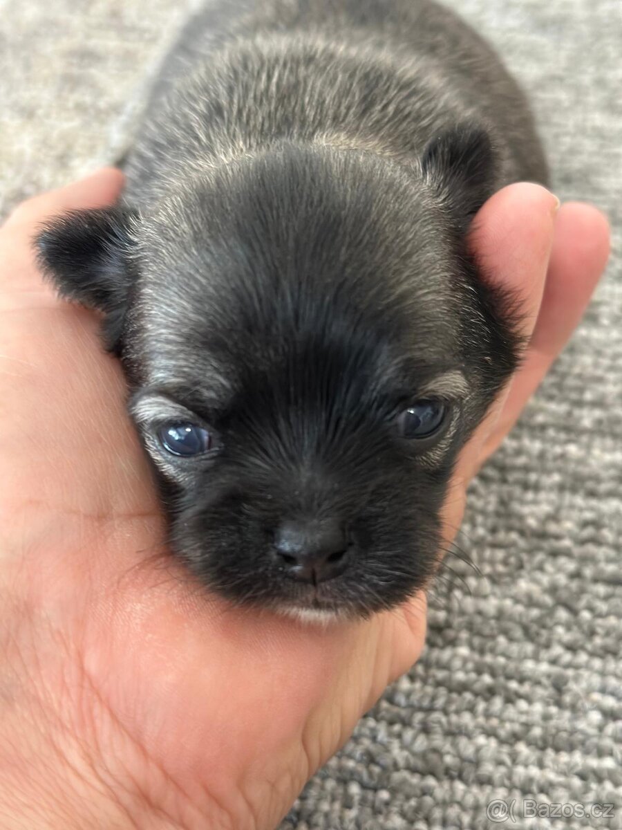 Čivava s PP, krásná štěňátka k odběru. - 10