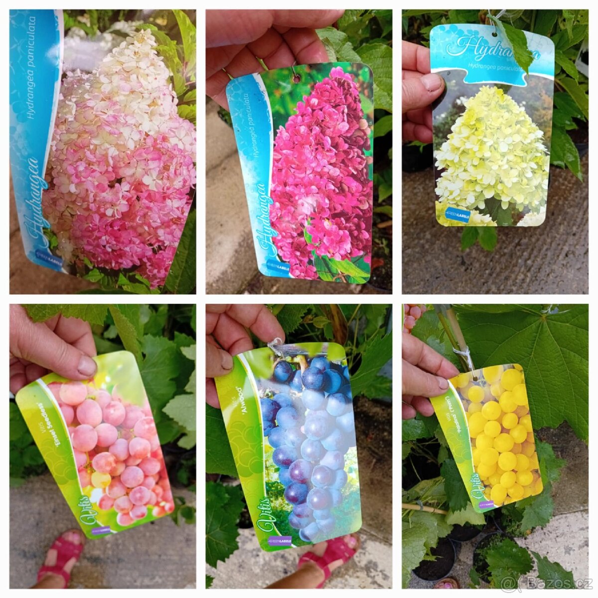 Nabízím osazení vaší zahrady - 10