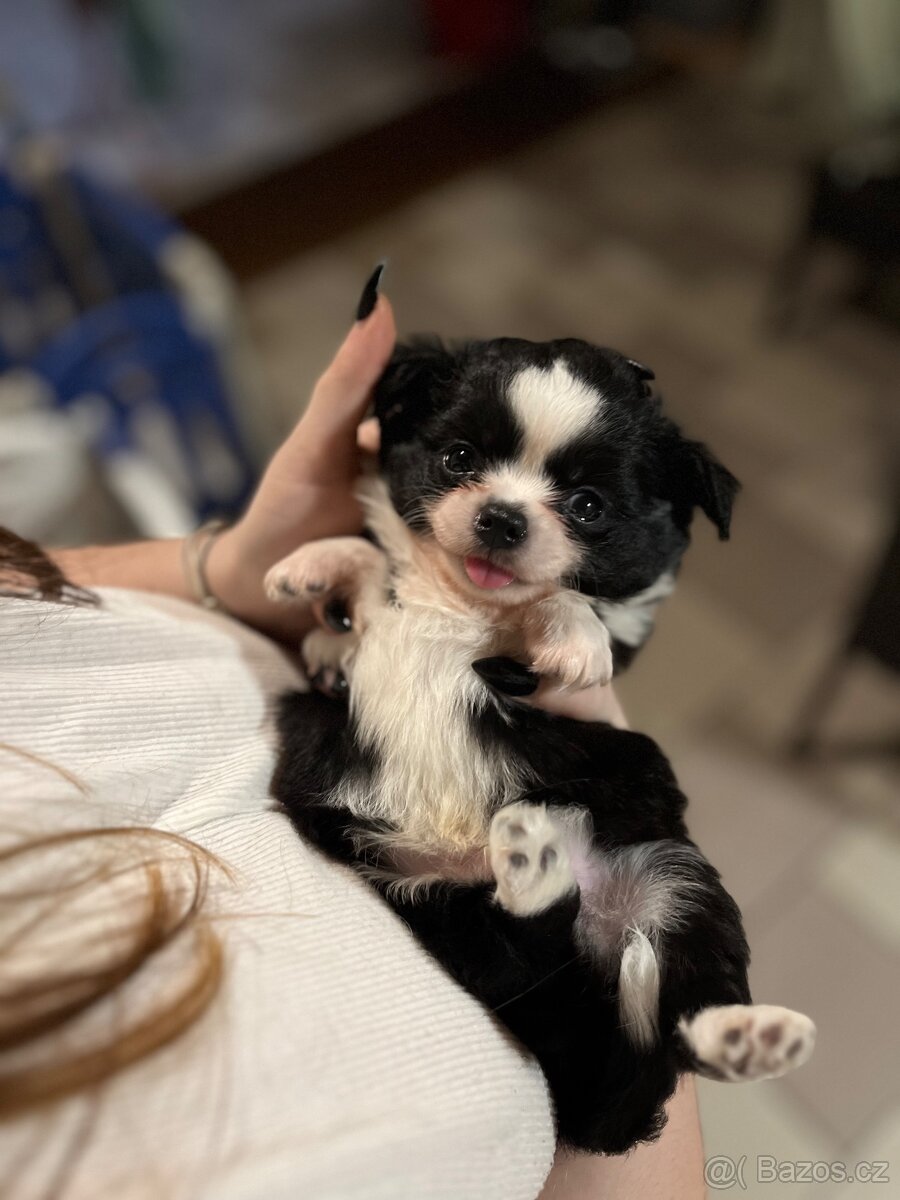 2x dlouhosrstý pejsek s PP FCI, čivava - 10