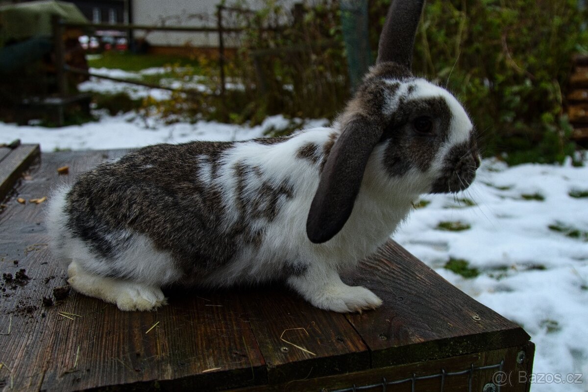 Zakrslý králík - 10