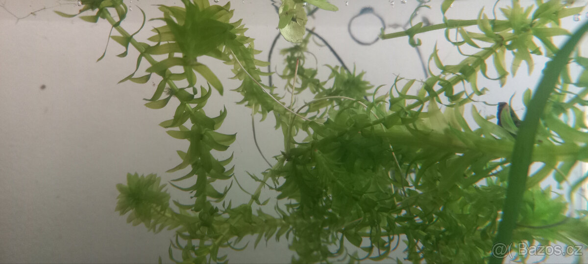 Akvarijní rostliny - 10