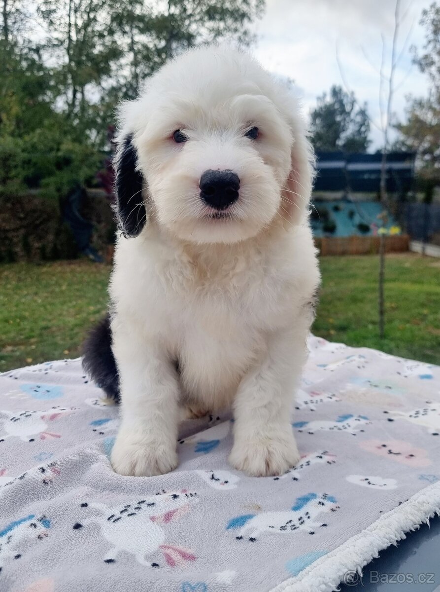 Staroanglický ovčák bobtail - 2 kluci k dispozici - 10