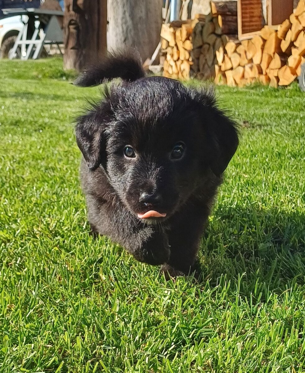 Pyrenejský ovčák FACE RASE s PP - 10