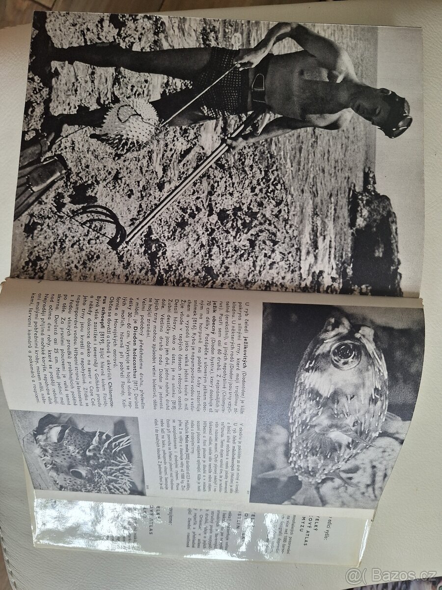 Velký obrazový atlas ryb - 10