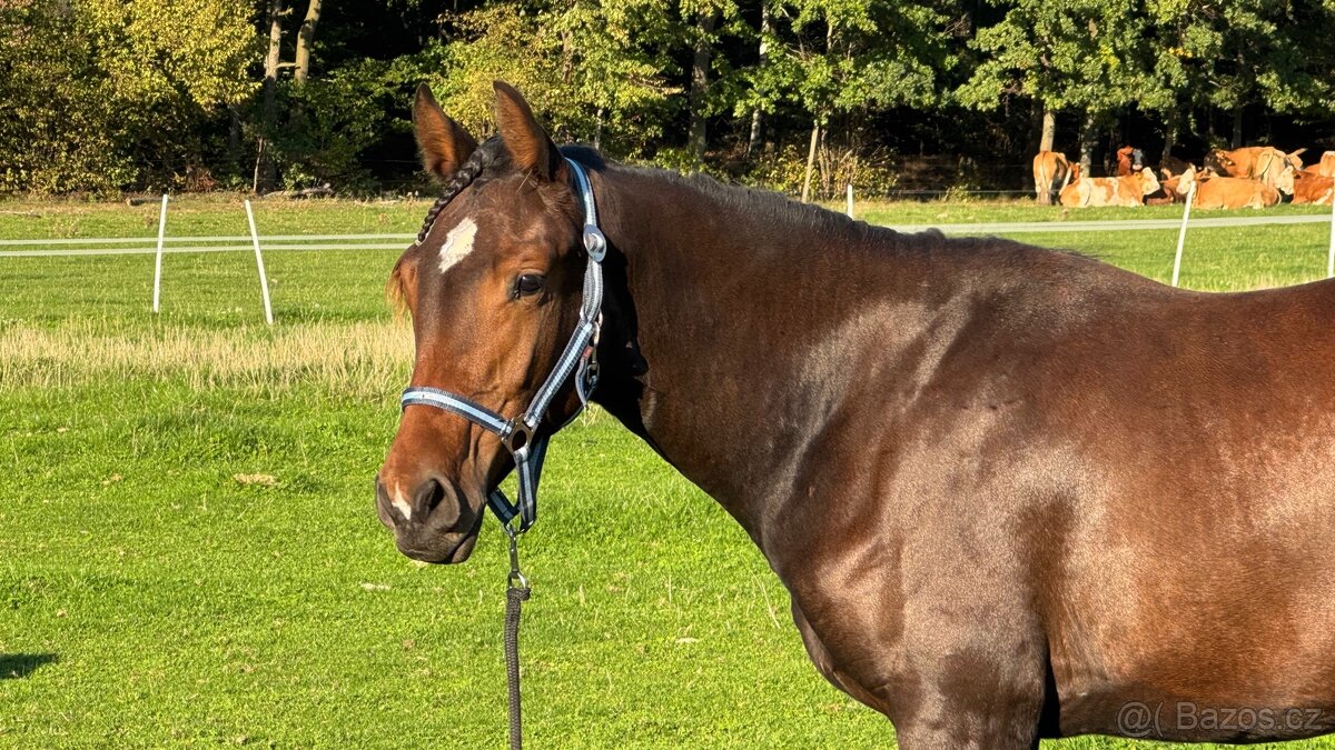 Kobylka ČT 1,5roku - 10