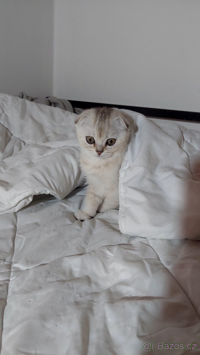 Skotské koťata bez PP - 10