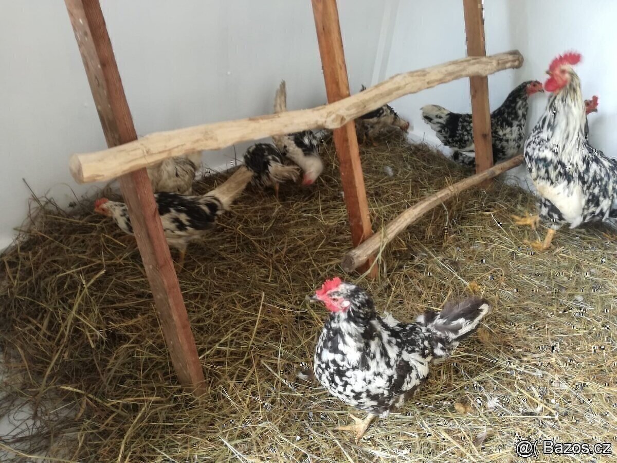 VLASKA EXCHEQUER letošní kohoutci - 10