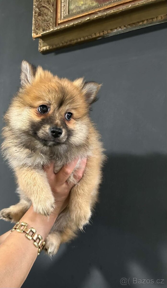 Pomeranian, Pomerian - 10