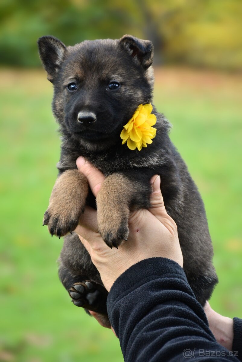 Německý ovčák s PP - 10