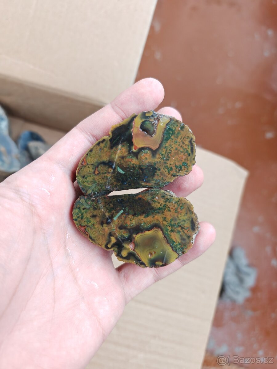 Acháty řezy Timor - 10