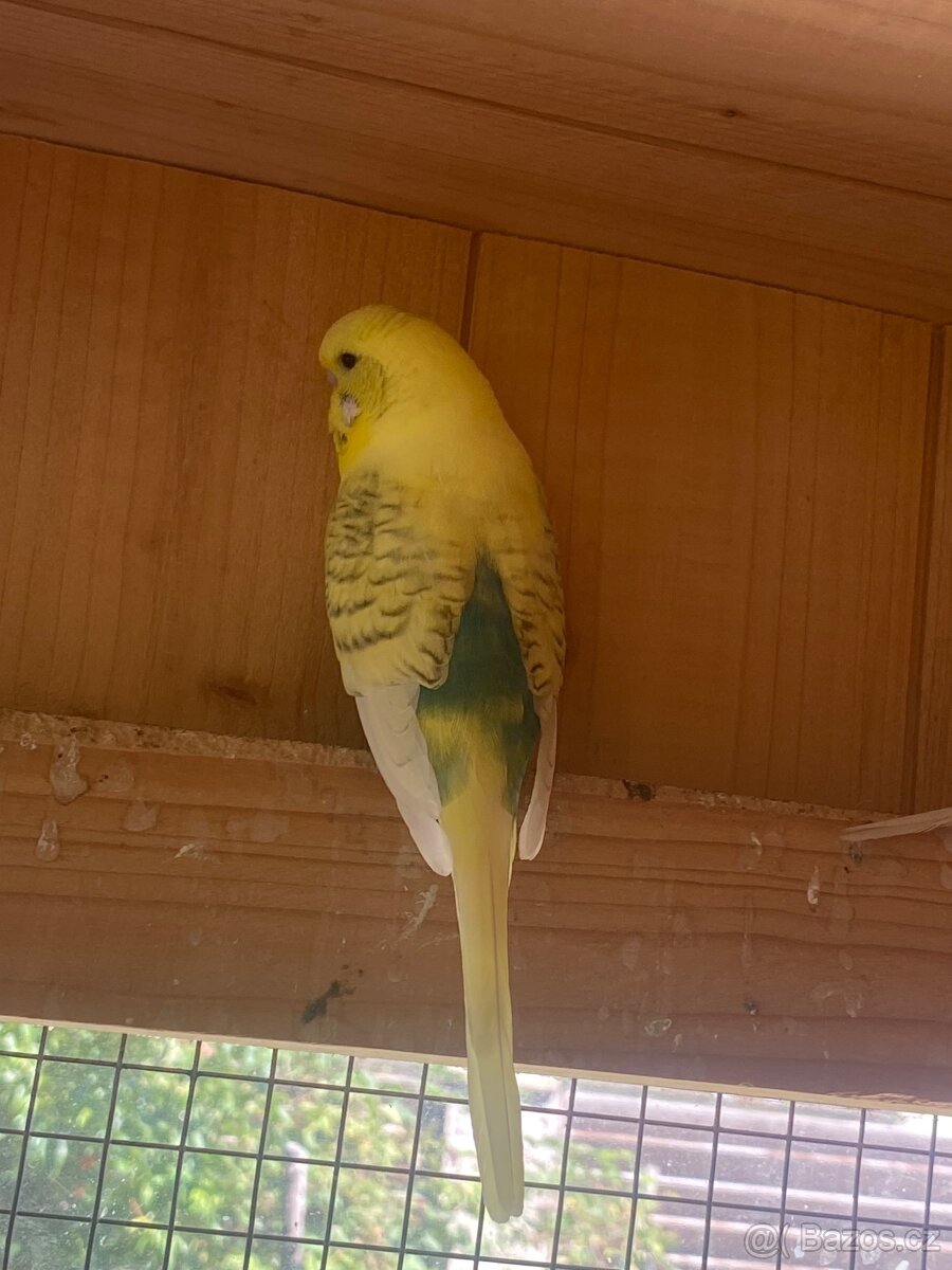 Prodám mladé andulky - 10