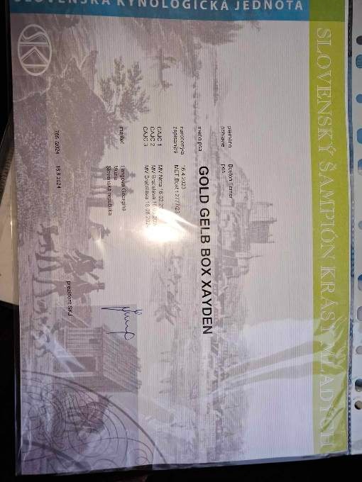 Boston, bostonský terier krytie. - 10