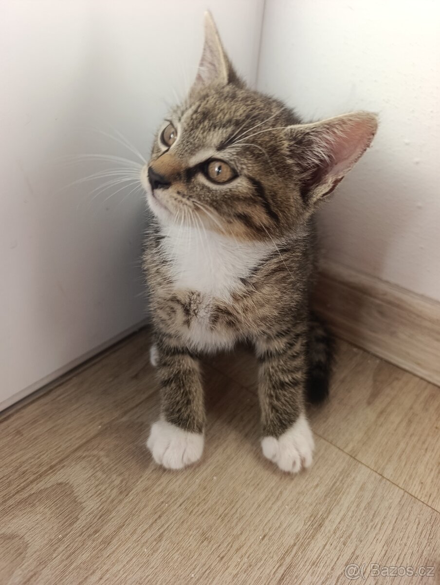 Koťátka k odběru - 10