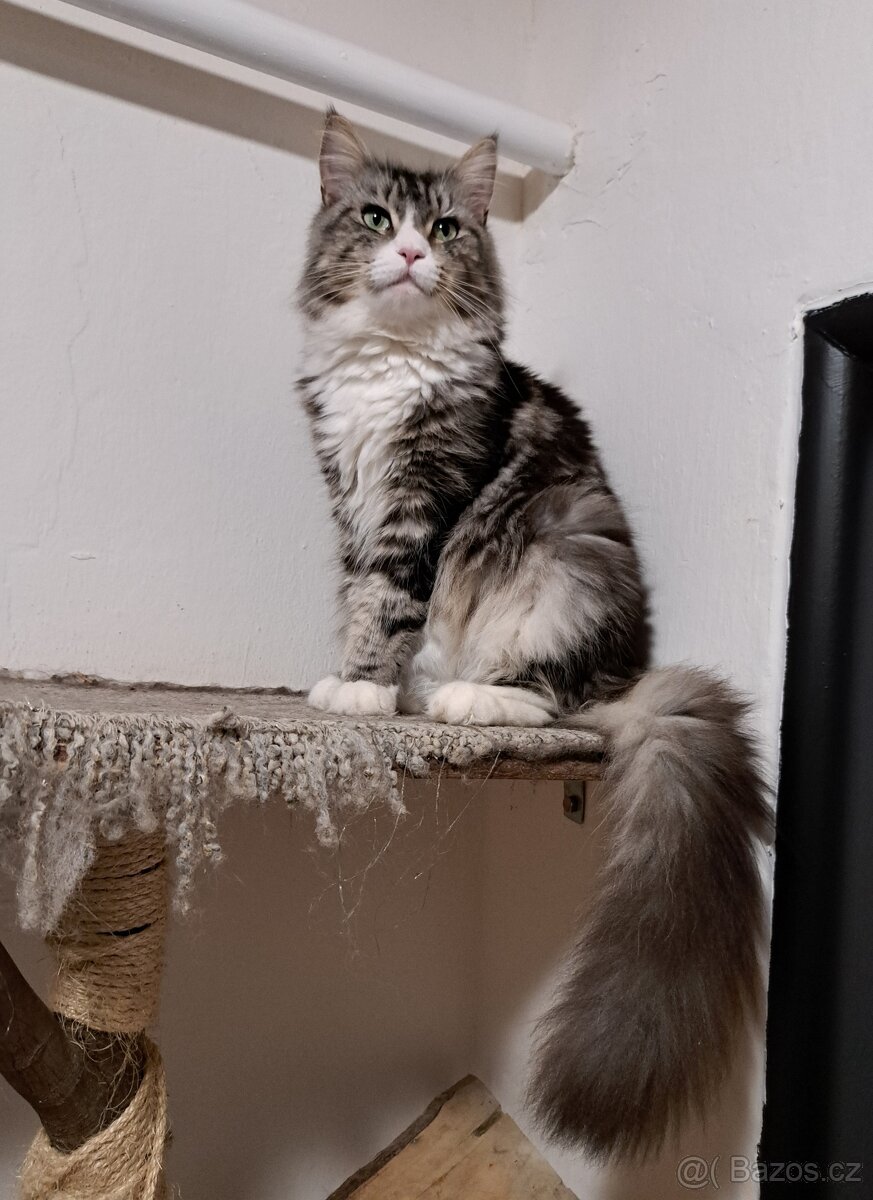 mainská mývalí koťátka - 10