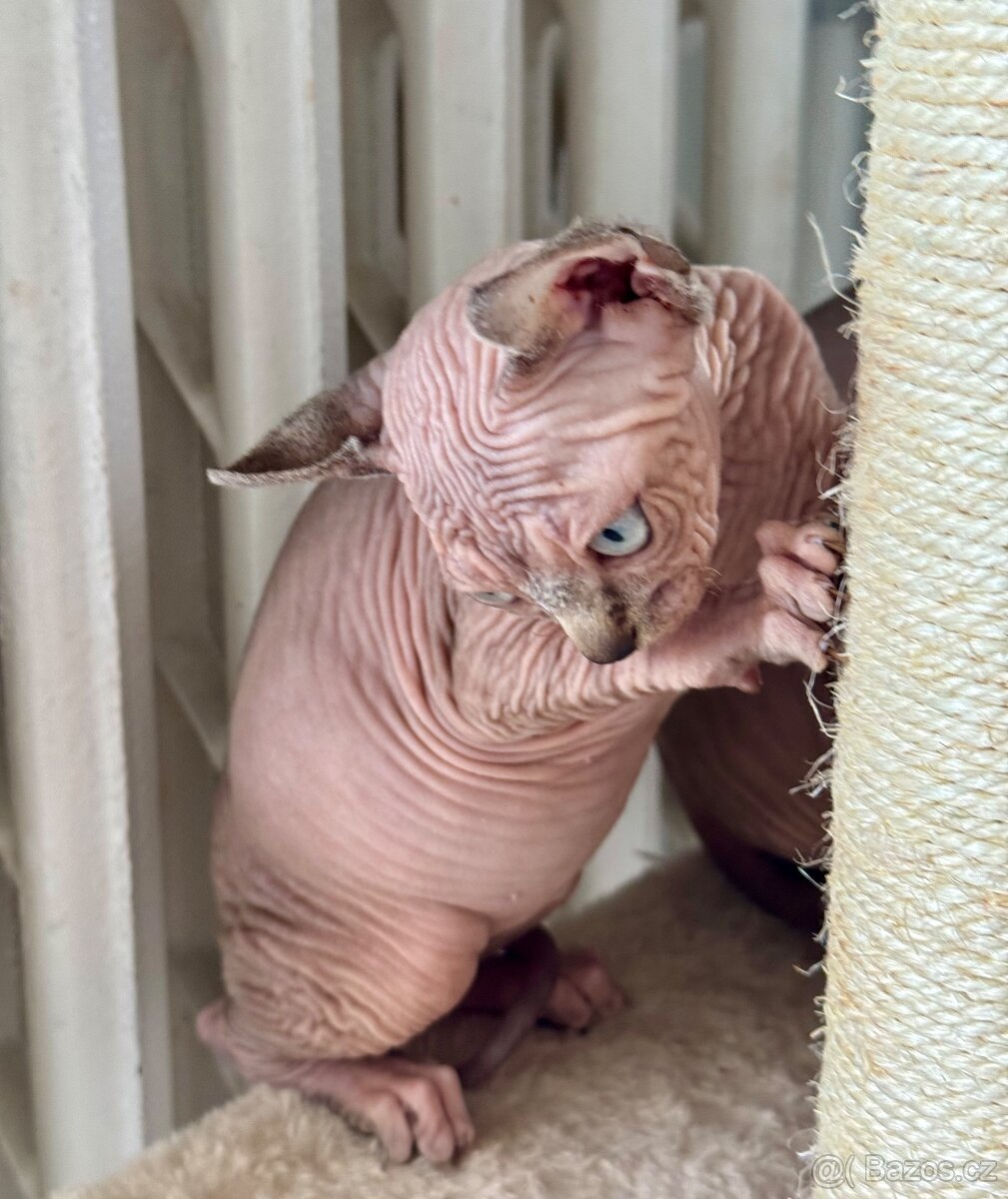 Koťata Sphynx-Elf-Strike - 10