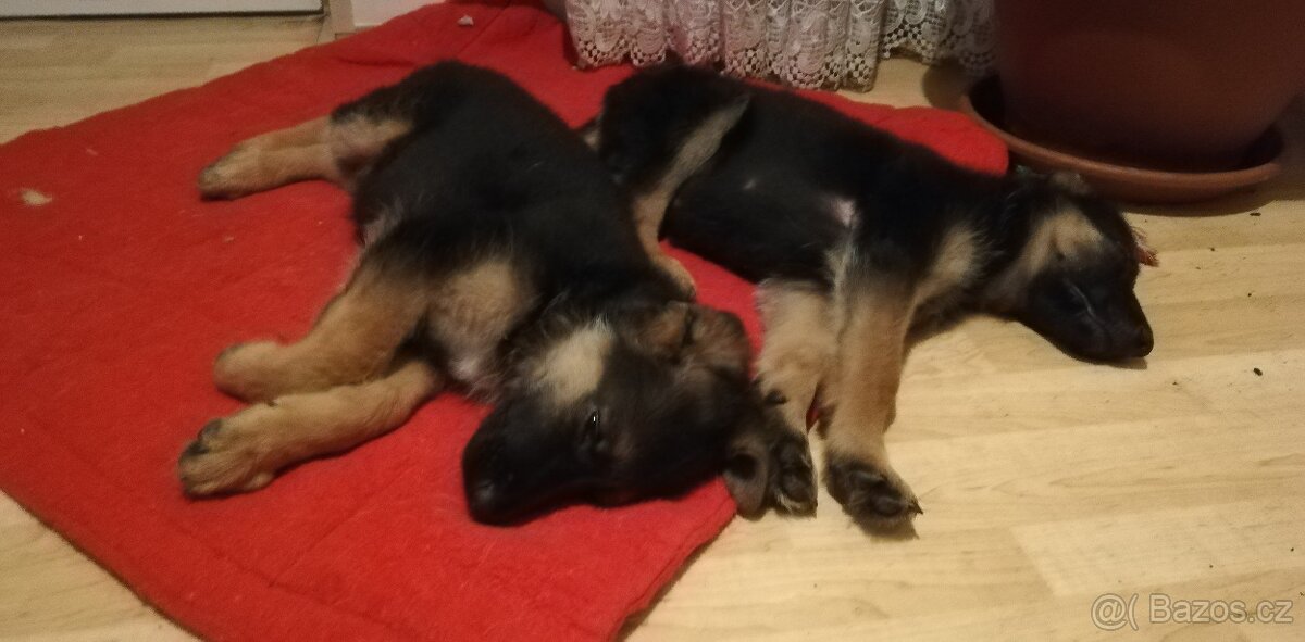 Nemecky ovčák typu Rex(štěňata) - 10