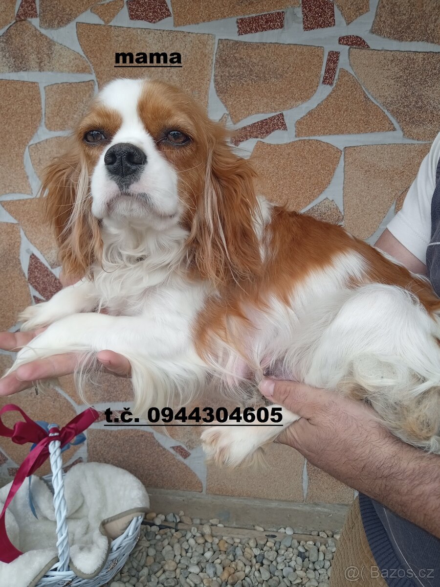 cavapoo - 10