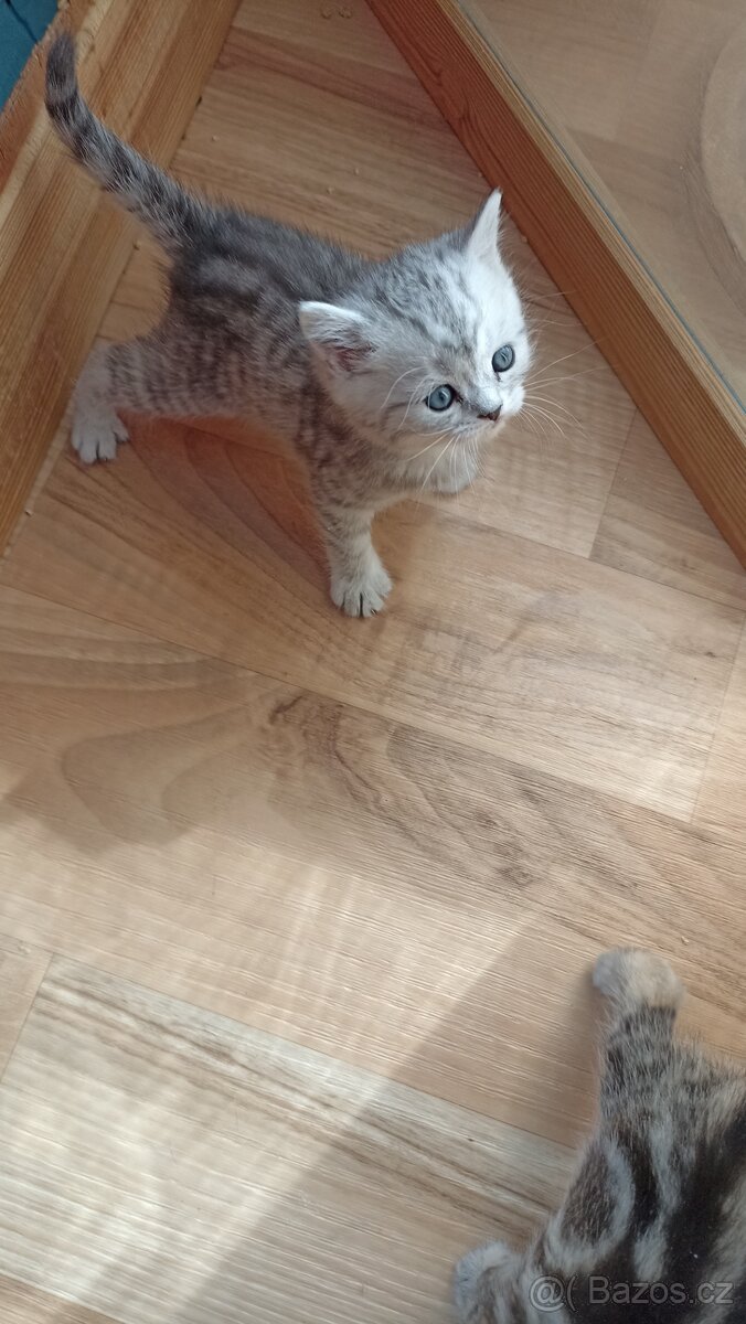 Britský whiskas kocourek s PP - 10