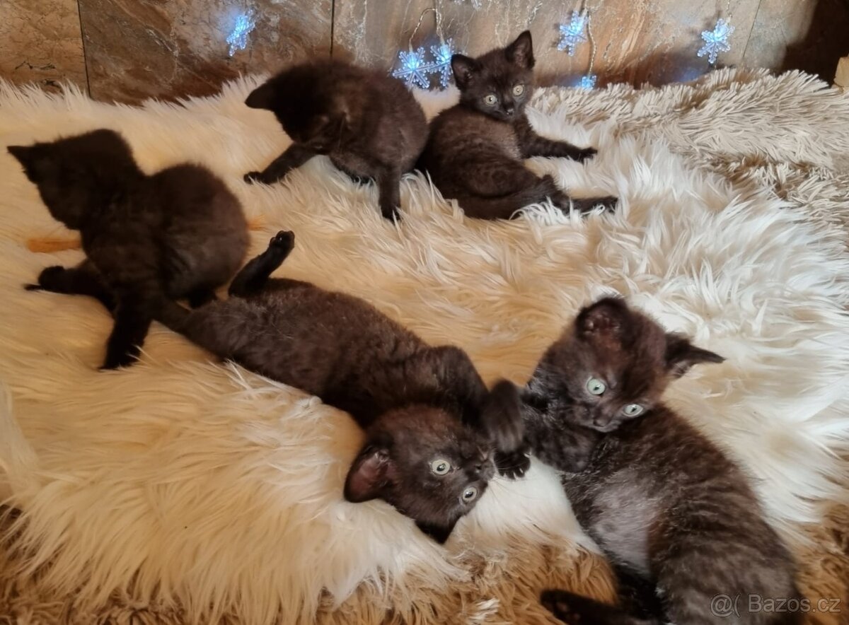 Britská černá krátkosrstá a dlouhosrstá koťata - 10