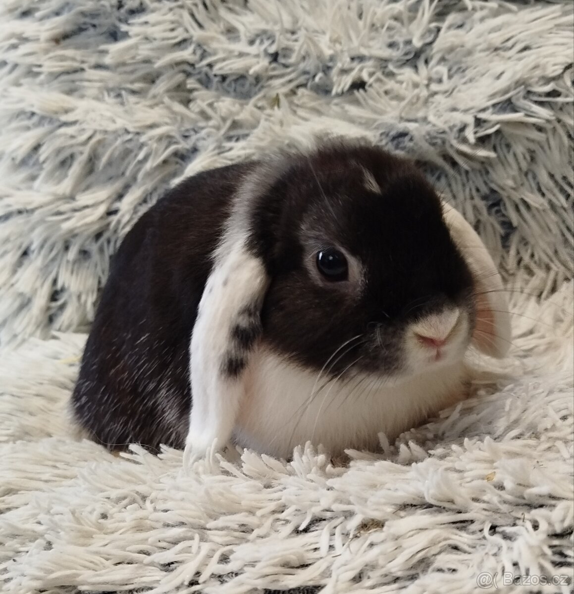 Minilop - anglický zakrslý beránek - Max - 10