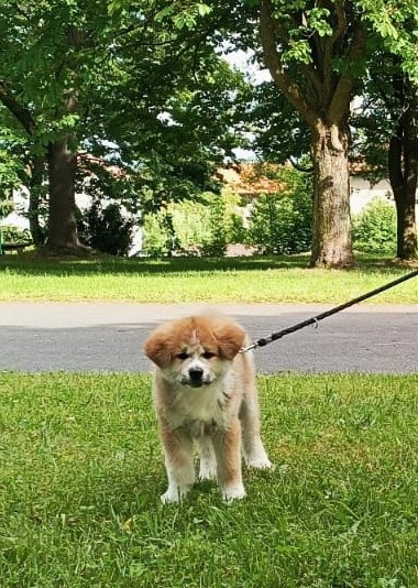Akita inu c PP - 10