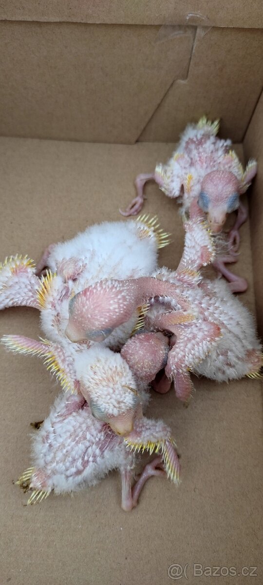 Predaj vtáctva a S76 - 10