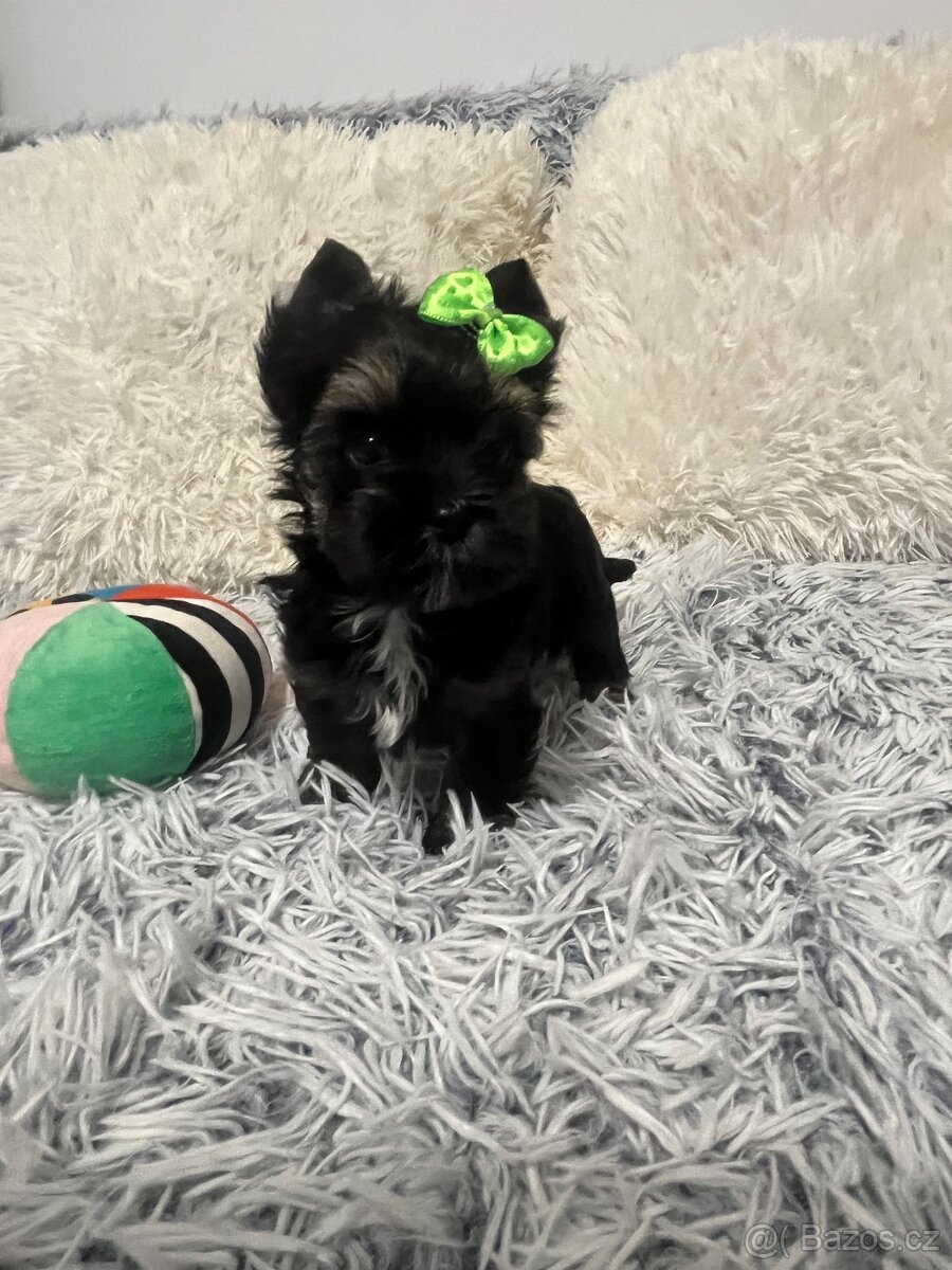 Jorkširský teriér s PP - 10