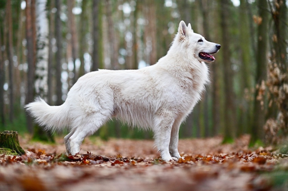 Štěňata Bílý švýcarský ovčák s PP - rezervace - 10