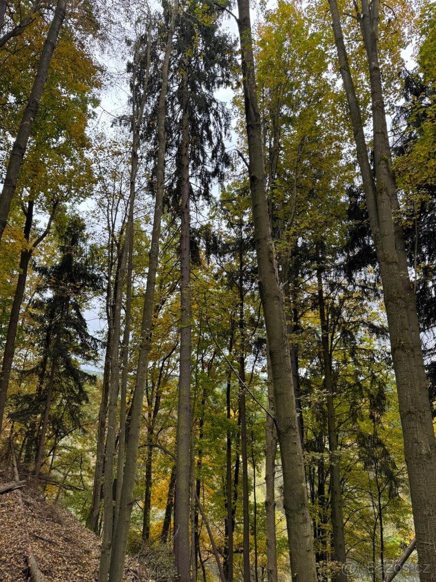Prodej lesního pozemku k.ú. Přísečná - 10