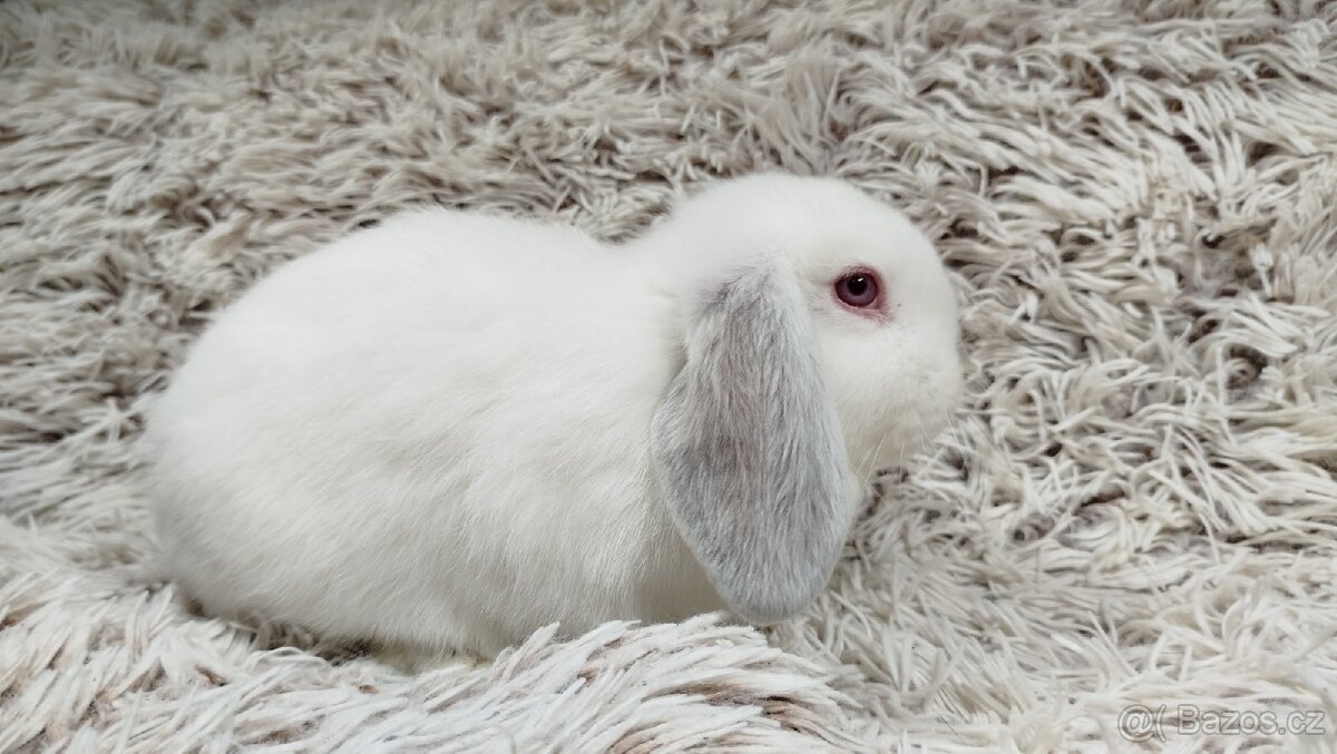 Zakrslý beránek, králíček, králík - MOLLY - 10