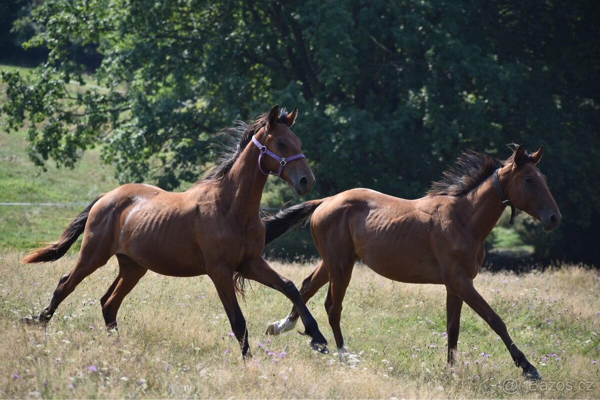 Hodný mohutný hřebeček - 10