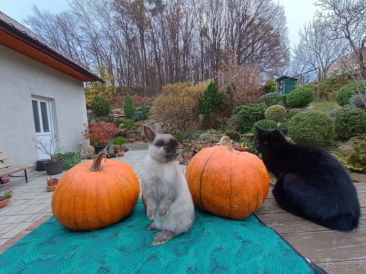 Zakrslý siamský žlutý samečci s PP - 10