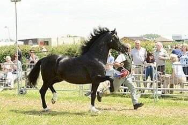 Klisna Welsh Cob 6 let - 10