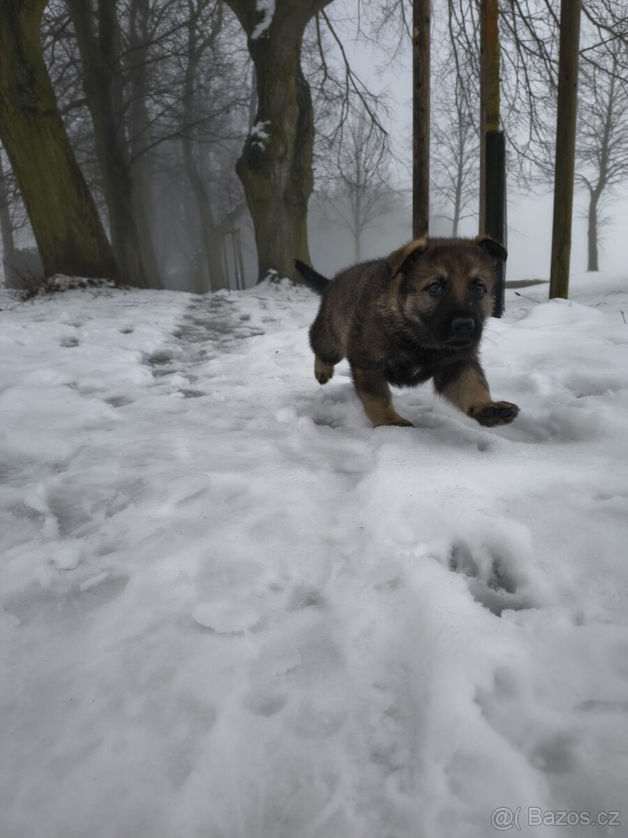 Německý ovčák - štěně s PP - 10