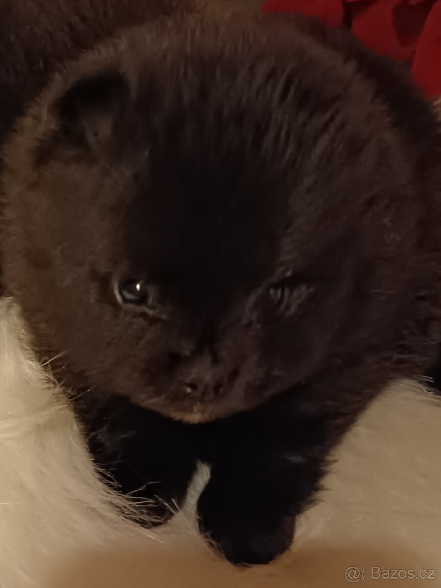 Pomeranian s PP - 10