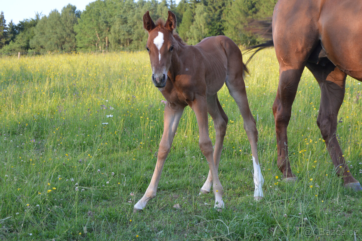 Připouštění Qh hřebcem Silver Black Harry - 10