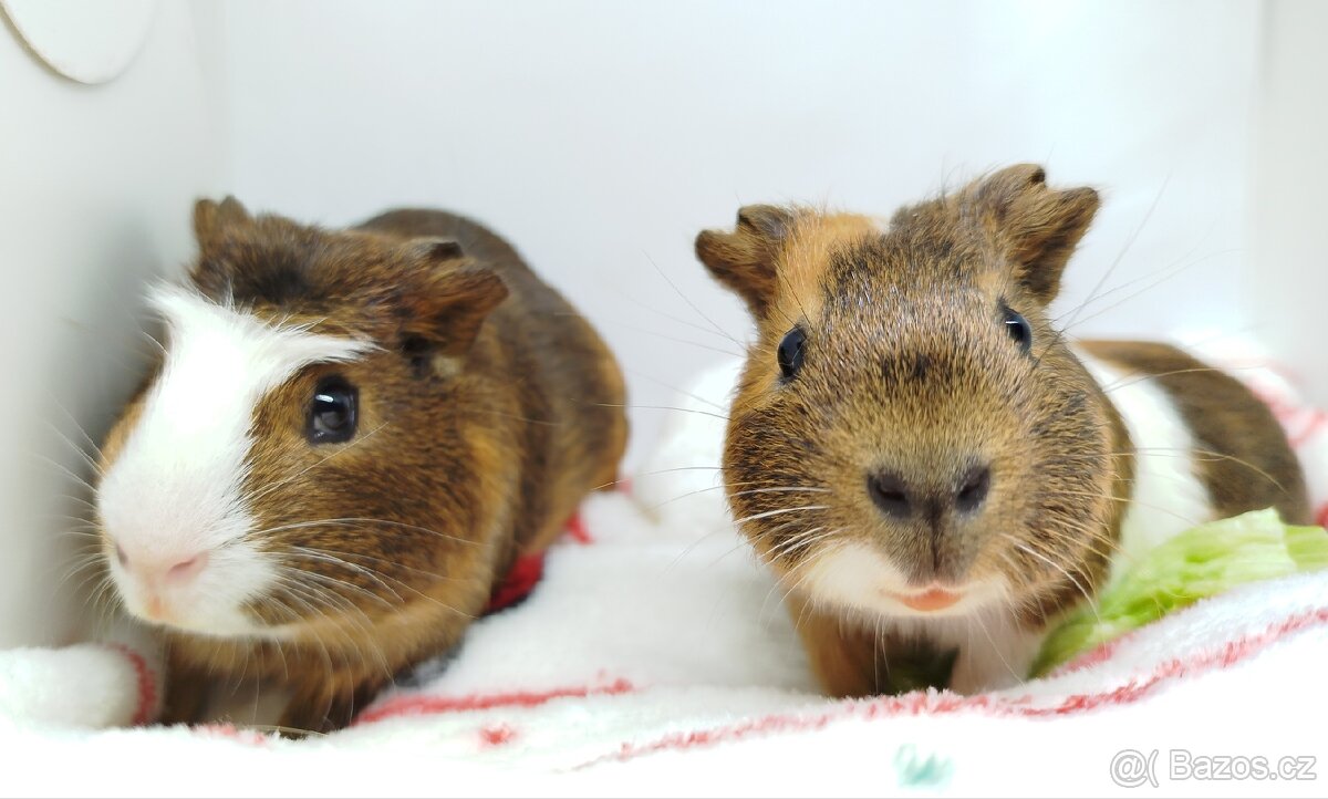 Morče, morčata, morčátko - JACOB a JAMES - 10