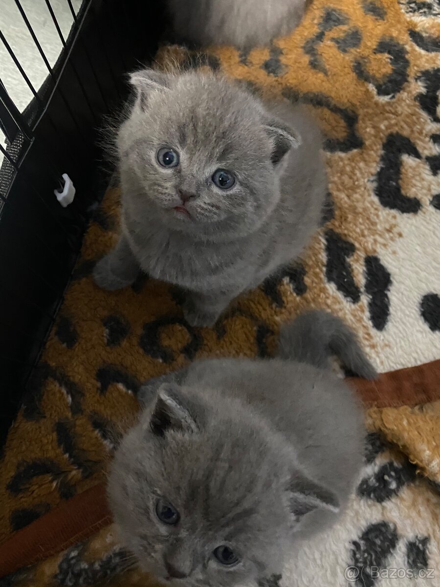 Britská kotjatka - 10