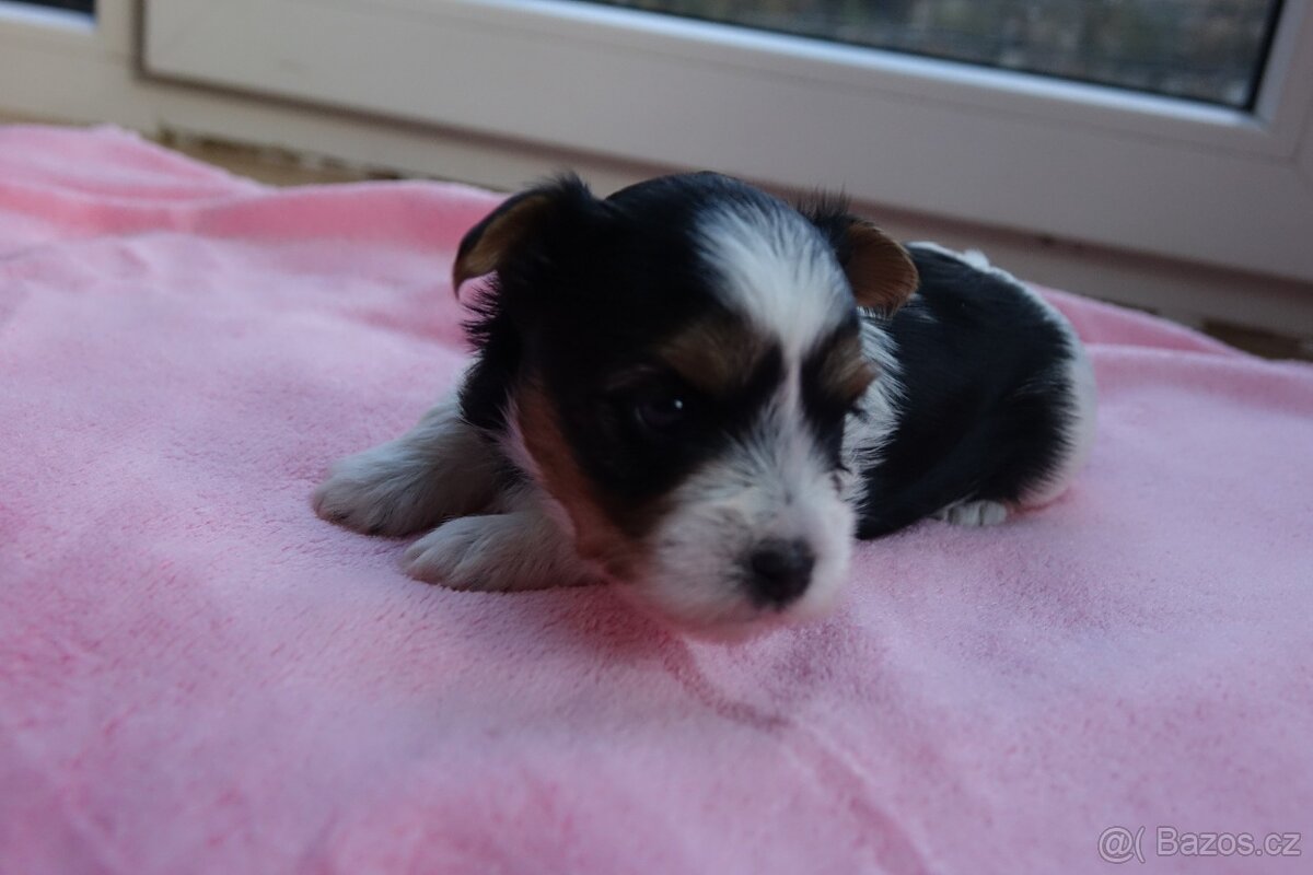 Nabízím k rezervaci štěňata biewerů - 10