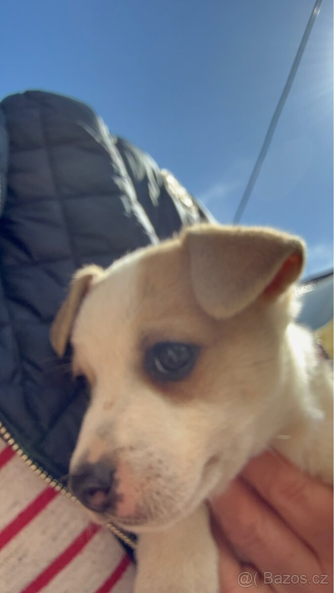 Jack russell teriér - 10