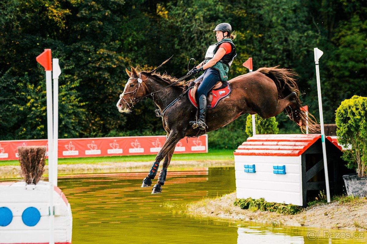 Perfektní klisna pro juniory do mezinárodní všestrannosti - 10