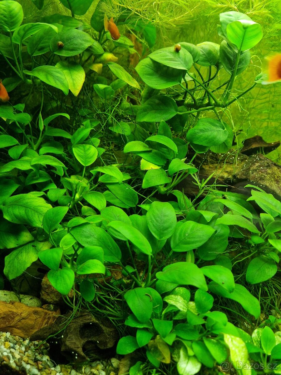 AKVARIJNÍ ROSTLINY -RŮŽKATEC - 10