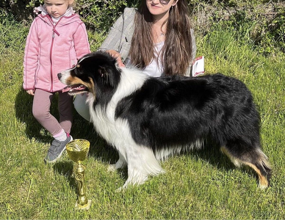 Krytí chovným psem- Australský ovčáka s PP - 10