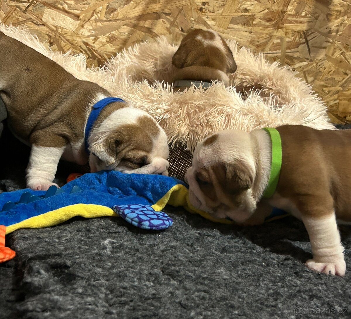 Anglický buldok s PP FCI - 10