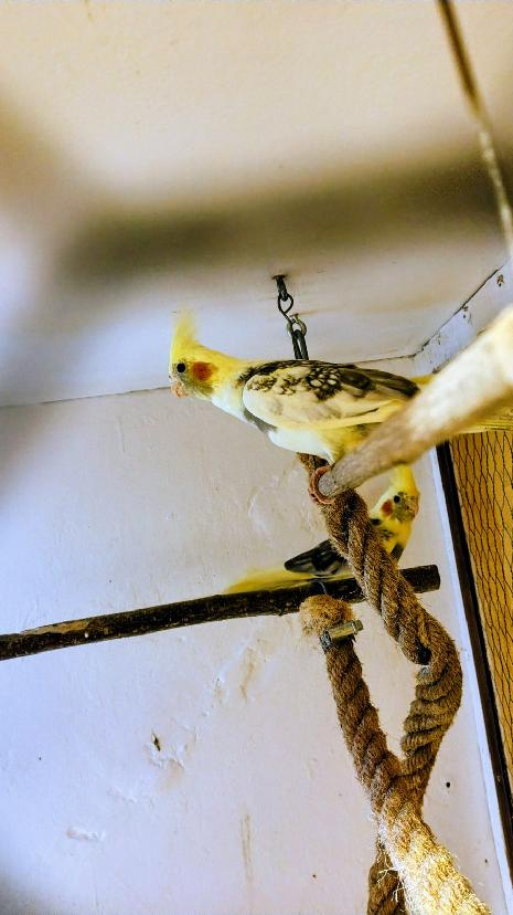 andulky, korely - 10