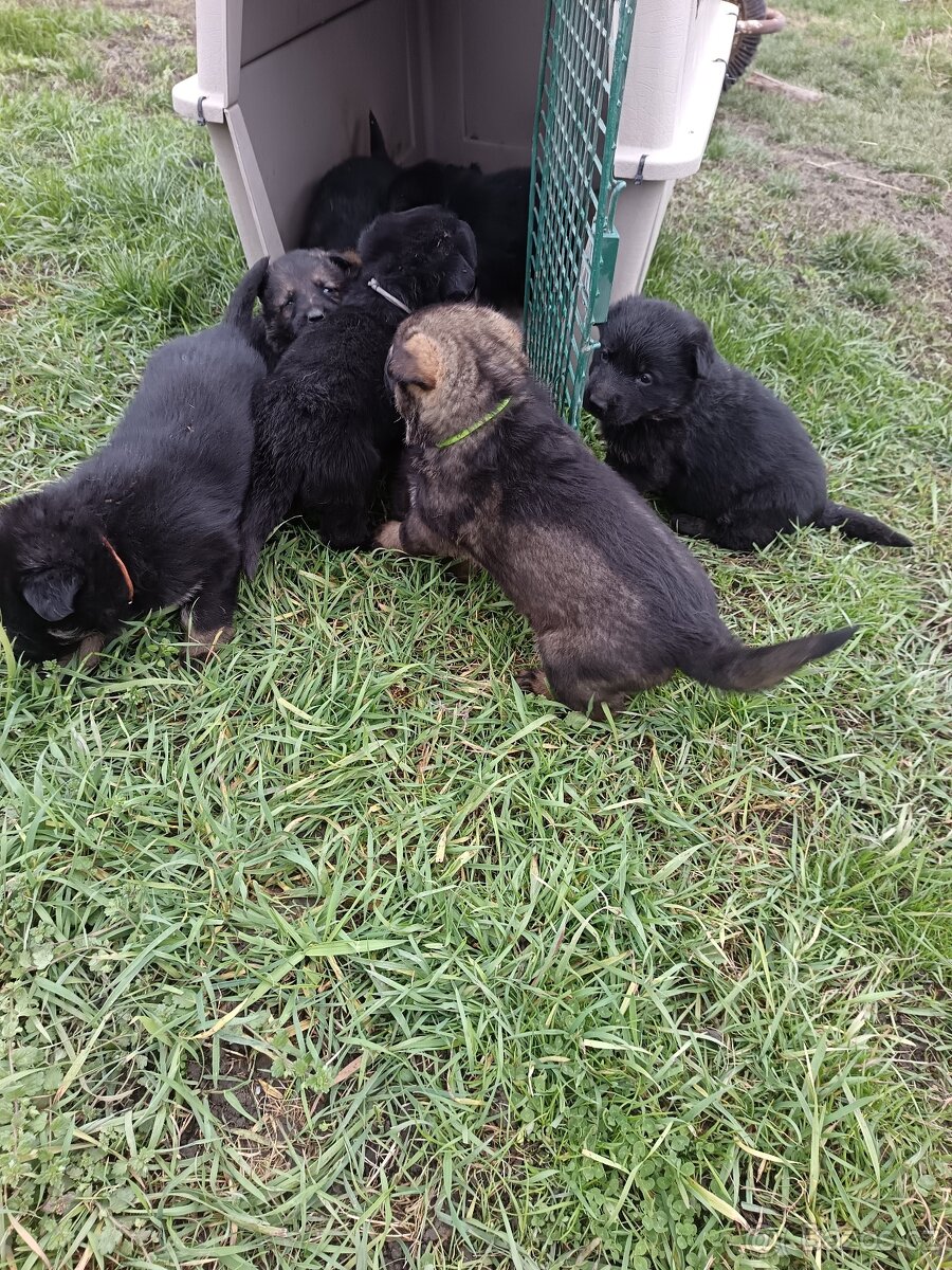 Nemecký ovčiak - 10